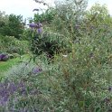 Buddleja davidii 'Lochinch' P4